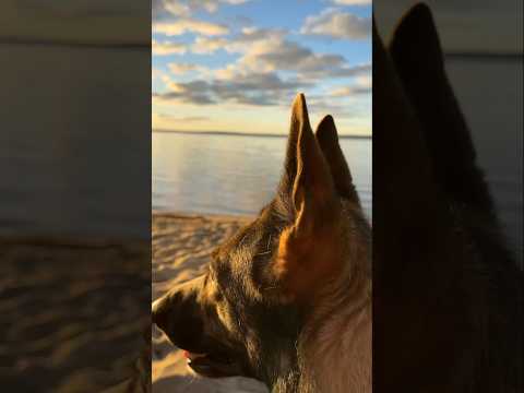 Fur dolphin caught on video #funny #dog #sadiethesableshepherd