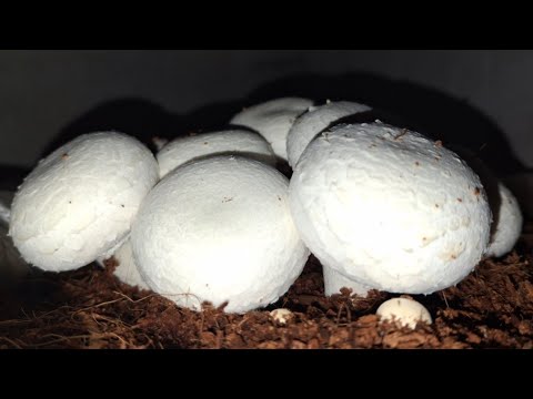 Mushroom farming in India. Button mushroom grow in bags #mushroom