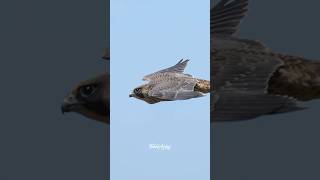 A fledgeling Peregrine Falcon in flight.  #wildlife #birdsofprey #falcons #peregrinefalcon #birds