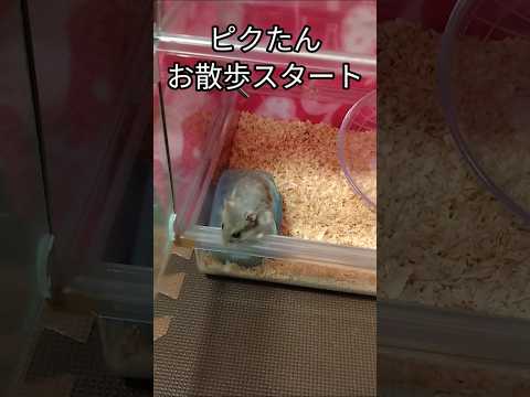 ハムスターのお散歩（ピク）#ハムスター #お散歩#出不精#hamsters #甘えん坊#可愛い#癒し