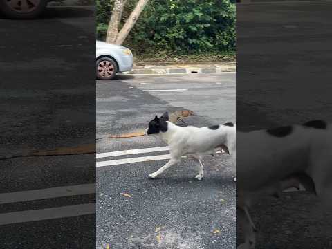 Don’t see this often. Giant monitor lizard meets stray dog in #batuferringhi #penang #malaysia