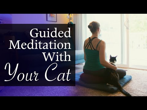 Guided Meditation With Your Cat ~ 12-Minute Mindful Cuddle Sesh With Your Kitty