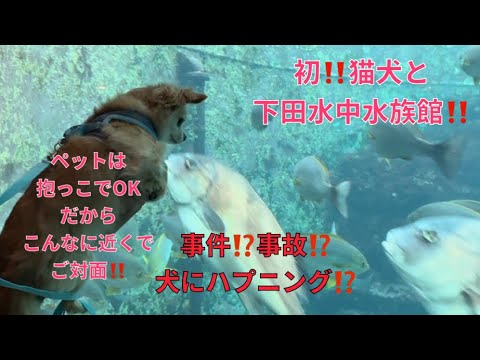 初めて下田海中水族館に猫犬と行ってきた!カワウソに餌やりでハプニング！反応がめちゃ面白いI went to the aquarium with my cat and dog!#水族館#おすすめ#ペット