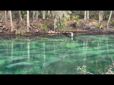 Baby Manatees at Blue Spring State Park in Florida