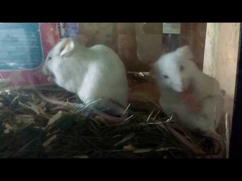 2 white mice cleaning themselves.