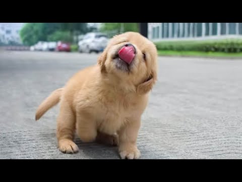 Funniest & Cutest Golden Retriever Puppies - 30 Minutes of Funny Puppy Videos 2022 #12