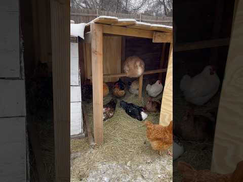 Hay, Straw & Shelter Make A Huge Difference In Cold Conditions | Texas Winter #backyardhomestead