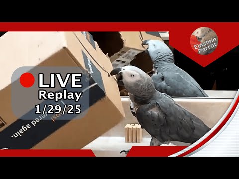 Einstein Parrot Live 1/29/25