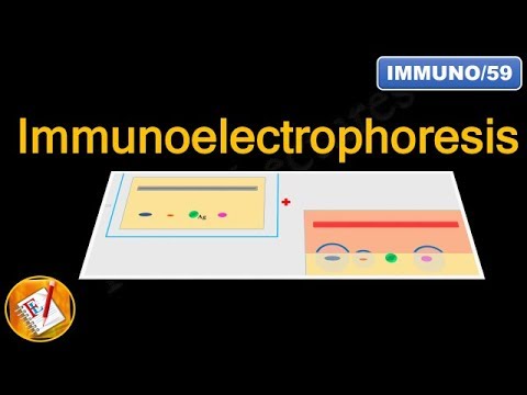 Immunoelectrophoresis (FL-Immuno/59)