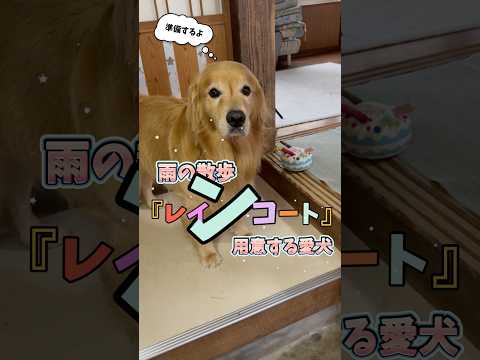 雨だけど……散歩の準備をする愛犬ホットくん