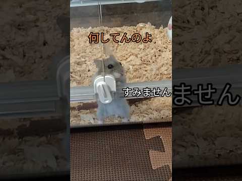 笑ったら負け！飼い主を憐れむハムスター（ピク）#ハムスター #憐れ#hamsters #可愛い#癒し#おもしろ動画 #面白いペット #おもしろい #ショート#笑ったら負け