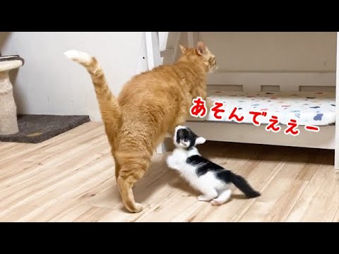 遊んで欲しくてしがみつく子猫