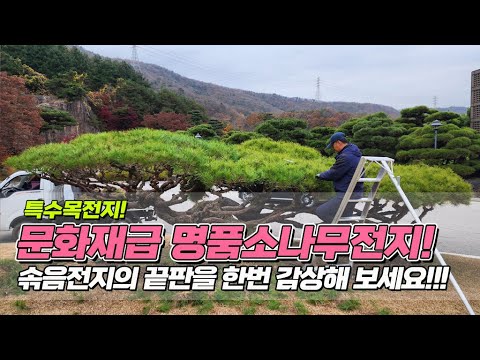 특수목전지! 문화재급 명품소나무전지.. 솎음전지의 끝판을 한번 감상해 보세요 / Pruning the special pine tree beautifully