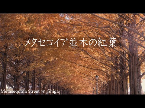 メタセコイア並木の紅葉2021