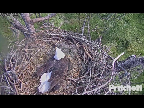 Southwest Florida Eagle Cam