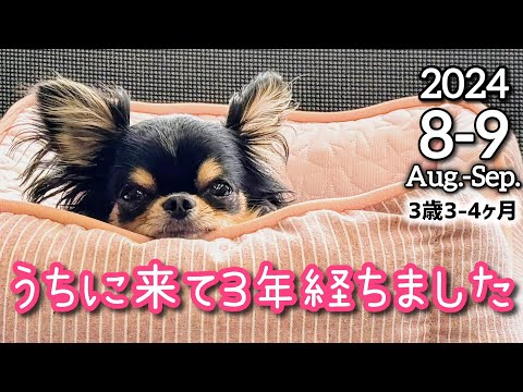 愛犬がうちに来て3年経ちました！極小チワワの日常☆8-9月まとめ☆Movie＆PhotoAlbum37