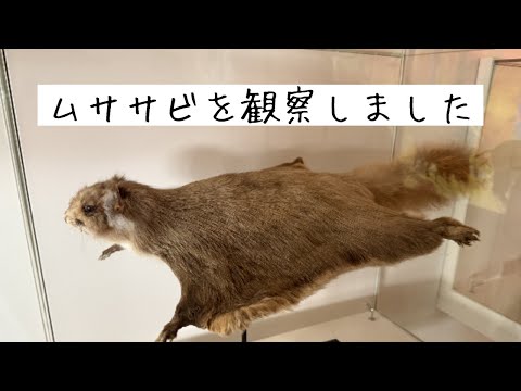 ムササビを観察しに高尾山へ