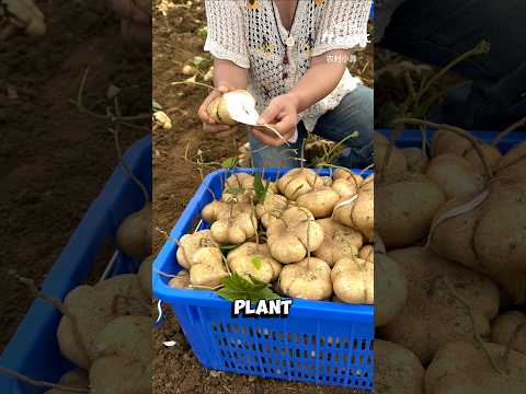 Mexican Turnip: Nature’s Crunch