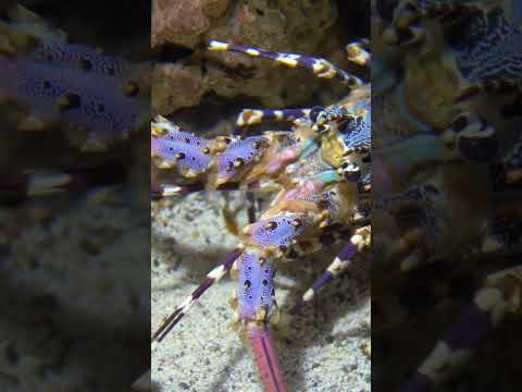 Lobster Facts in 60 Seconds: Ocean’s Most Unique Creature!