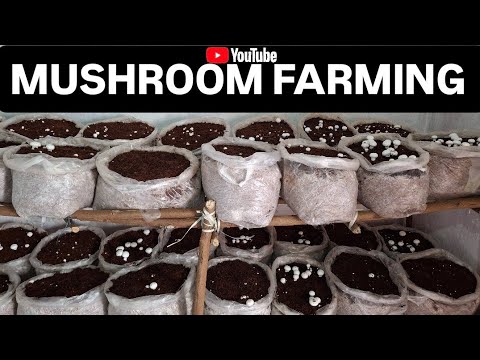 Mushroom farming in India | Button mushroom farming | Mushroom grow in bags |