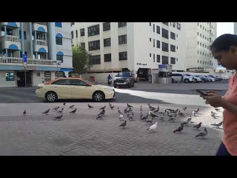 pigeons  infront of our building