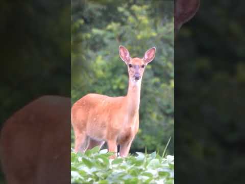 where your daddy? #short #deer #deers #whitetail