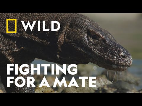 Male Komodo Dragons Fight for a Mate | House of the Reptiles | National Geographic WILD UK