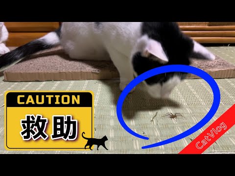 [Cat Vlog😸] Spider: "I'm sorry m(_ _)m" #Cute #Cat #Vlog