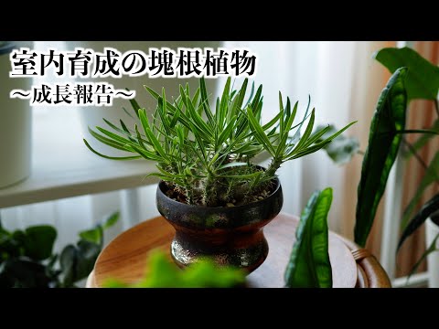 【塊根植物】パキポディウムの成長報告｜室内育成｜2024年夏