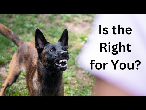 Is the Belgian Malinois Right for You?