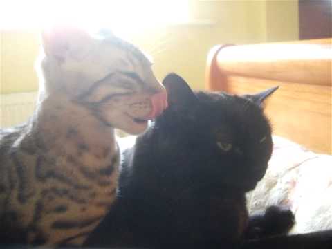 Malachi gives Sooty's ears a deep clean.