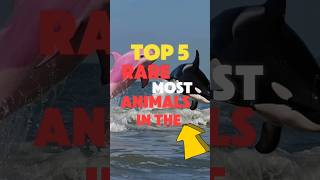 Top 5 Most RARE Animals in the World