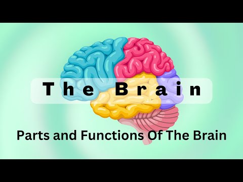 The BRAIN | Parts Of The Brain