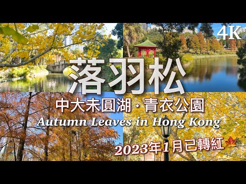 【香港】落羽松（中大未圓湖、青衣公園） Autumn Leaves in Hong Kong 2023