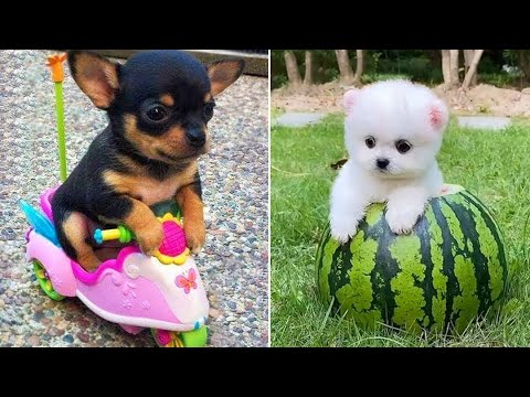 Baby Dogs 🔴 Cute and Funny Dog Videos Compilation #18 | 30 Minutes of Funny Puppy Videos 2021