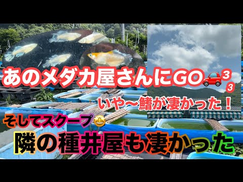 今年も夢中メダカがバージョンアップ🤩🤞いつ行っても楽園で最高だった件😂✨