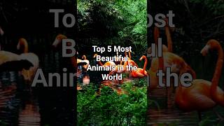 Top 5 Most Beautiful Animals in the World! #wildlifeinfo #wildlife #naturefacts #nature