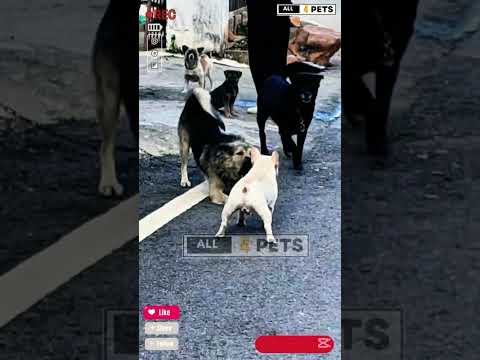 French Bulldog vs Street dogs #youtubeshorts #shorts #frenchbulldog