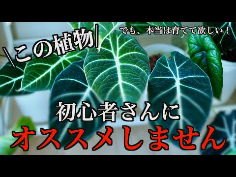 初心者さんにオススメしない観葉植物１選！