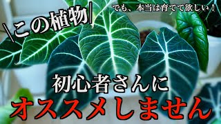 初心者さんにオススメしない観葉植物１選！