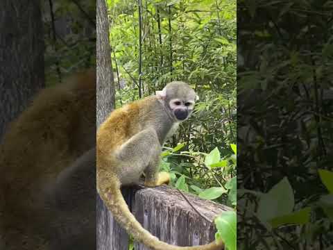 Wildlands Zoo Emmen #shorts #amsterdam #zoos