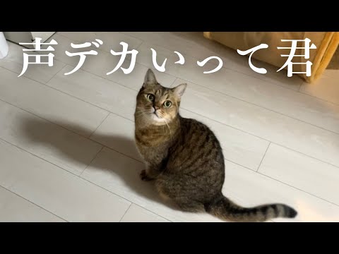 普段あまり鳴かないくせに喋る時は声がデカい猫がこちら