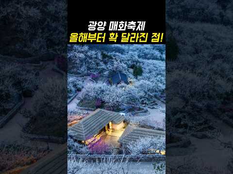 광양 매화축제 올해부터 확 달라지는 점!