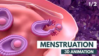 Menstrual Cycle Basics | 3D animation (1/2)