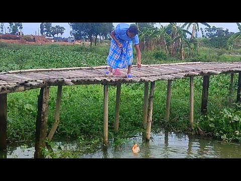 কুমিল্লায় বিলে কত বড় রূপচাঁদা মাছ ধরলাম | Fishing in beel | amazing canal fishing video