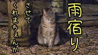 【ソロキャンプ】雨の中来てくれた猫が可愛すぎた