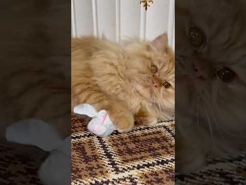 Kitten Playing with a Shopper Ball – Cutest Playtime Ever! 🐾😻