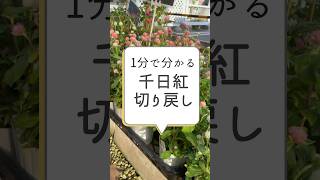 【夏の花】千日紅の切り戻し解説！#園芸 #flowers #gardening #剪定