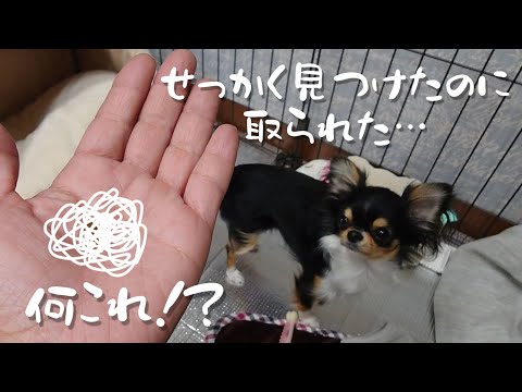 ここ掘れワンワン！お宝を探すチワワ