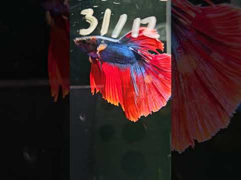 #bettafish #bettatankmates #beautifulbetta #ornamentalfish #aquriamfish #fishtank #zohawahia #viral